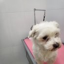 멍멍이컷 이미지