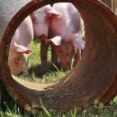 김영찬 농장 이미지