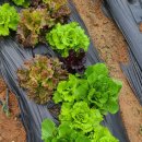 둘만농장 이미지