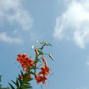 참나리 이미지
