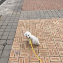 러비도기 이미지