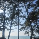 덕이네 펜션&캠핑 | 춘장대 숲속펜션 캠핑 후기｜몽산포 만실 후 급하게 찾은 서천 가족캠핑장