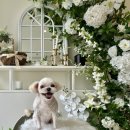 댕구르르 이미지