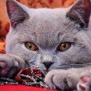 우리덕구 동물병원 이미지