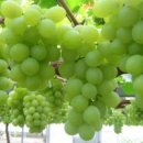 청포도 이미지