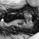 봄날동물병원 이미지