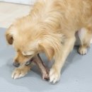 댕꼬미다 이미지