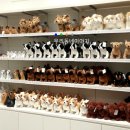 여기는 펫샵 이미지