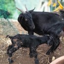 삼남매 염소농장 이미지