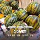 울산 과일 선물은 신천과일 :: 맛있는 수박 구매 후기