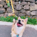 부부전파사 이미지