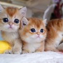 강남 고양이 분양 캣프렌즈 이미지