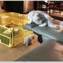 마마스미독 강아지분양 대전점 이미지