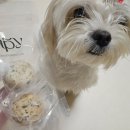 아피아피 apyapy 이미지