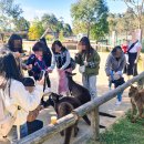 블루마운틴 | 시드니 블루마운틴 투어 내돈내산 후기 코스 가격 맛집