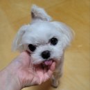 벧엘소매 | 11월의 밀린 주간일기 및 재봉 기록들