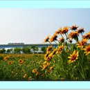 루드베키아 이미지