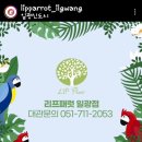 리프패럿일광점