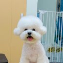 그루미재이 이미지