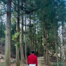 대원관광농원 | (보성 여행)대한다원 보성녹차밭 방문 후기 대한다원 주차장, 입장료, 관광안내도, 녹차밭 관람코스...