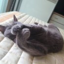 펫사랑일산점 이미지