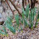 봄마중(2월에는) 이미지