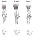 천안모아동물병원 이미지