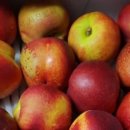 신비농장 이미지