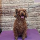 로미 펫 살롱 이미지