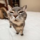 성심동물병원 이미지