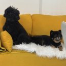 도그하우스 애견미용실 이미지