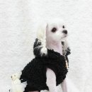 향기펫샵 이미지