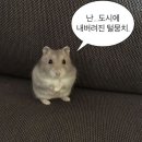 11545-09-12-02 | [포포감일지] 슬퍼해도 돼, 다 지나갈 거니까. 정말? 26. 02. 09 (월)