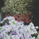 중랑화원 이미지