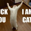 아이엠캣 이미지