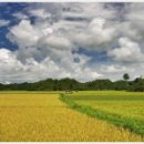 일로약국 이미지