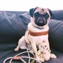 하이파이브 독스 이미지