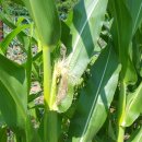 부춘농장 이미지