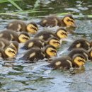 낙동강오리알 이미지