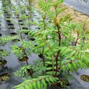 청정농원 이미지