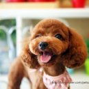 도그이살롱 이미지