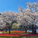예술조형물(솔안공원 | 대구 옥연지 송해공원 벚꽃 튤립 만개 실시간 방문 후기