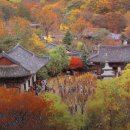 고부천 | “11월 지금이 절정! 내장사·정읍 대장금마실길 단풍여행 총정리”