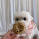 누리댕댕 이미지