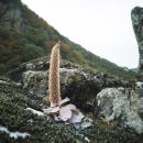 꽃보다사진관