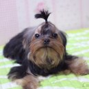 토이토모