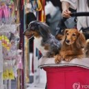 나라애견 이미지