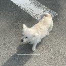 서산 삼원레져타운캠핑장 메타세쿼이아 숲길 오토캠핑장 애견동반 “삼원레져타운캠핑장”