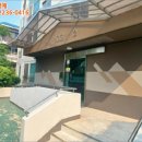 구.복사초 이미지