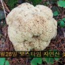 자연산꽃송이버섯 요리 하나비라타케はなびらたけ 효능 활용법 이미지